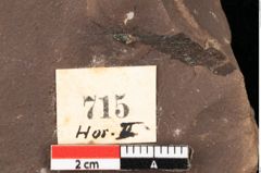 Foto (Detailansicht) von Myrica lignitum Unger (NHMW-GEO-2024-0188-0715)